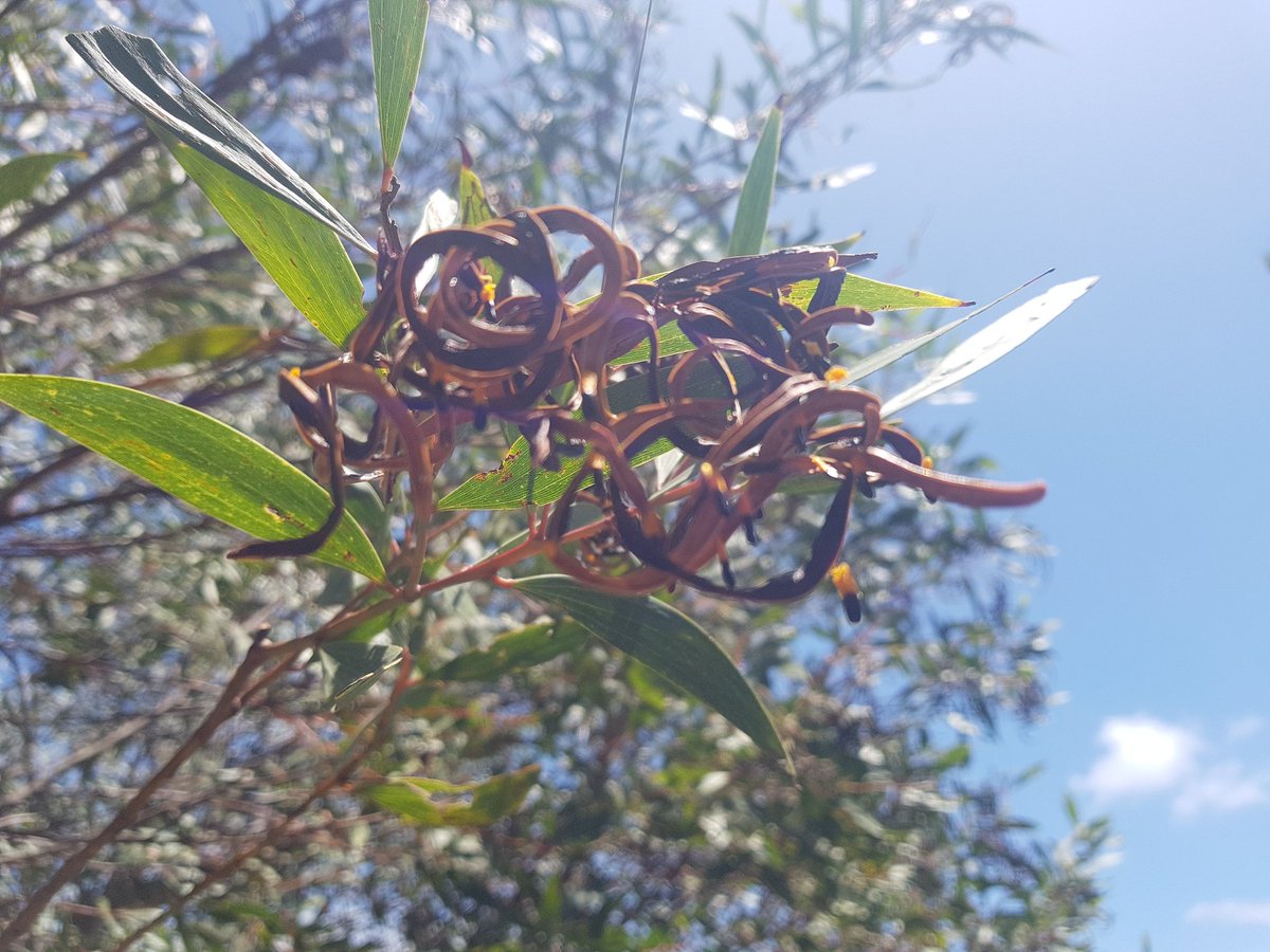 Midgimm's tweet image. I eat these 🧡🖤🧡