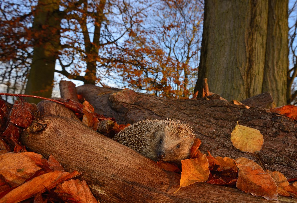 Did you know pumpkin is harmful to Hedgehogs? Don't leave your carved pumpkins outdoors on ground level, or in woodlands. Dispose of them responsibly in your food waste bin or, even better, get creative and make them into bird feeders! 🎃🦔🍂 📷 Ben Andrew