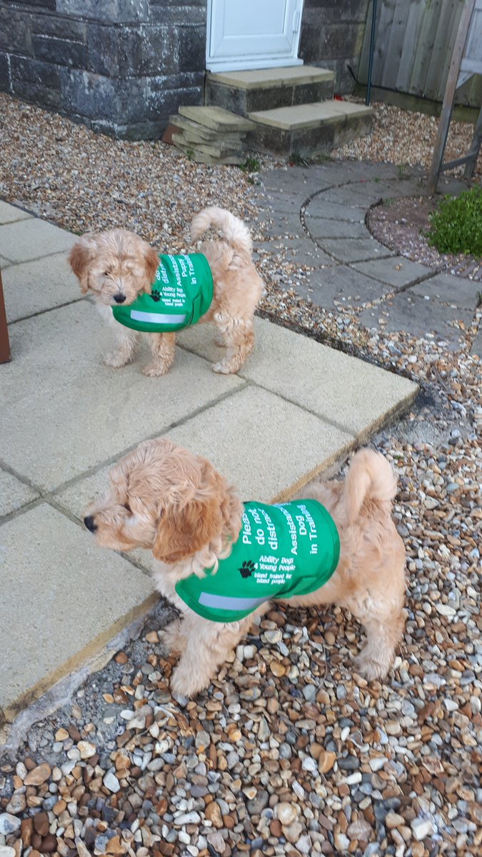 Ability Dogs 4YP tweet media