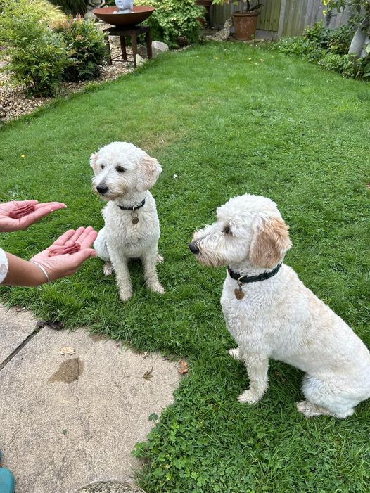 #ThrowbackThursday - featuring puppies in training, Paddi &amp; Sandy!