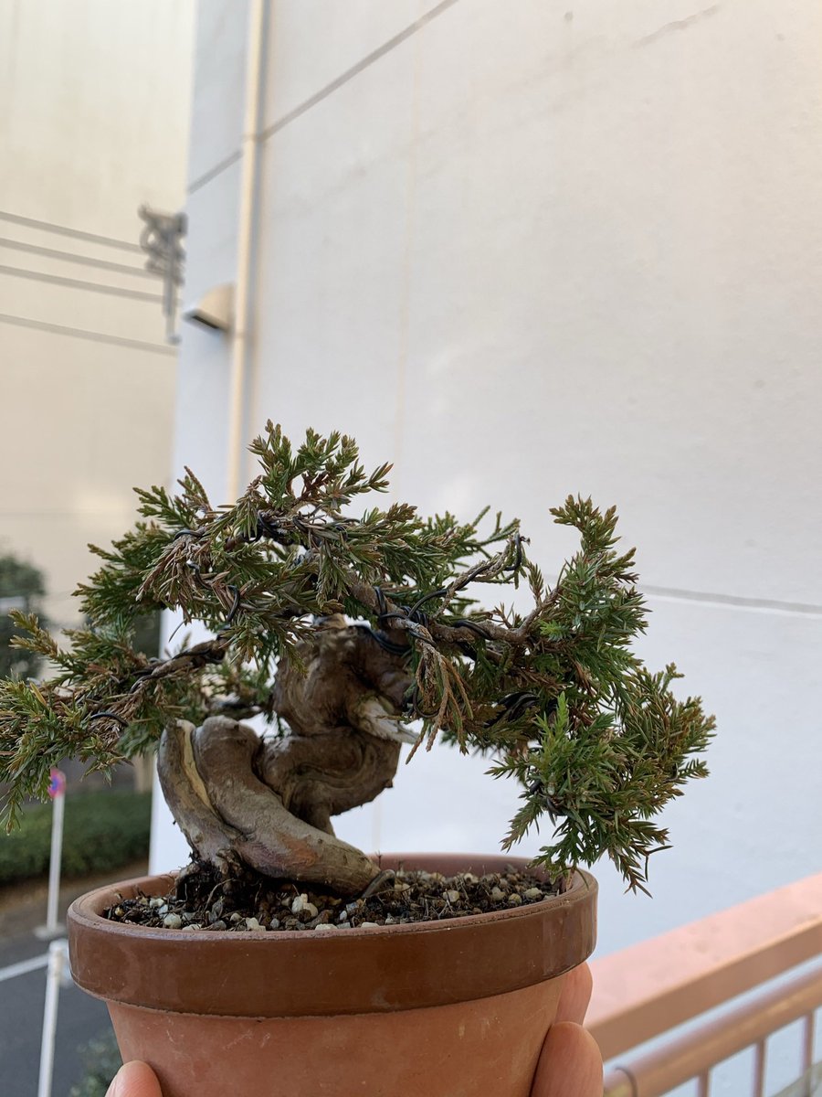 BonsaiSaeglopur's tweet photo. before and after
3年間
#盆栽 #bonsai #真柏 #黒松 #五葉松 #小品盆栽 #楓 #紅葉 #Chinesejuniper #juniper #水石 #art #bonsaiart #botanical #盆栽のある暮らし #観葉植物 #盆景
#塊根植物 #多肉植物 #パキポディウム #pachypodium https://t.co/oqiWcqygPN
