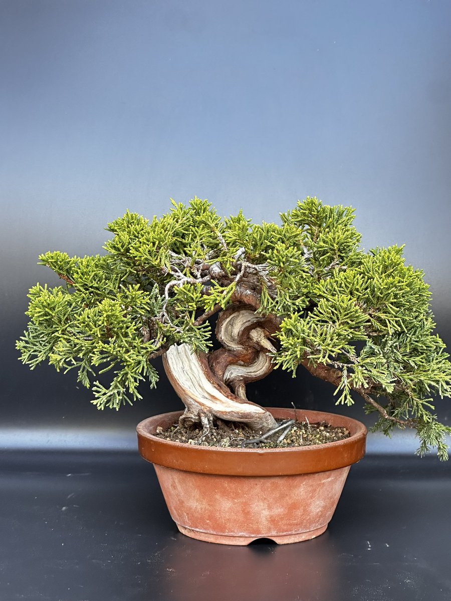 BonsaiSaeglopur's tweet photo. before and after
3年間
#盆栽 #bonsai #真柏 #黒松 #五葉松 #小品盆栽 #楓 #紅葉 #Chinesejuniper #juniper #水石 #art #bonsaiart #botanical #盆栽のある暮らし #観葉植物 #盆景
#塊根植物 #多肉植物 #パキポディウム #pachypodium https://t.co/oqiWcqygPN