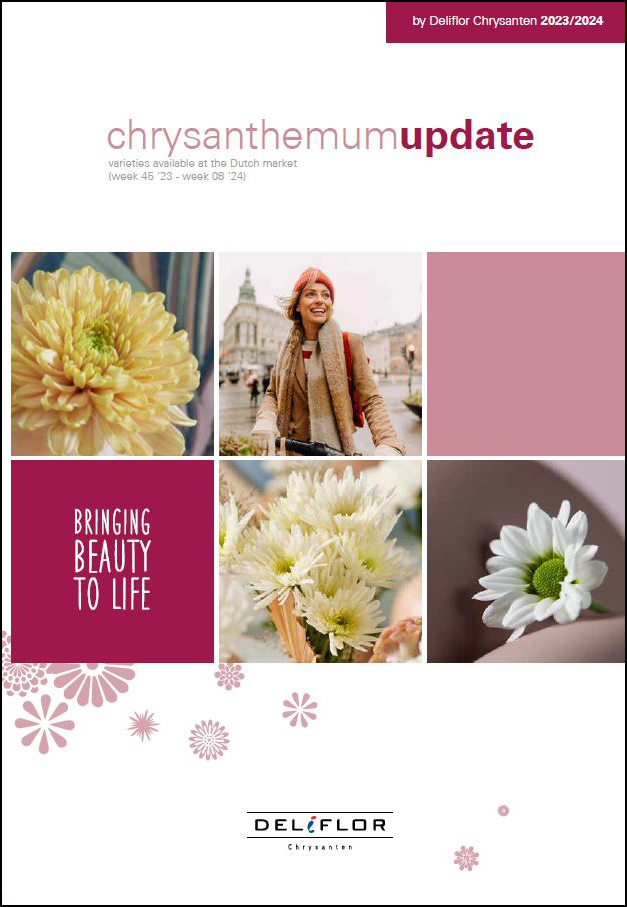 Deliflor Chrysanten tweet media