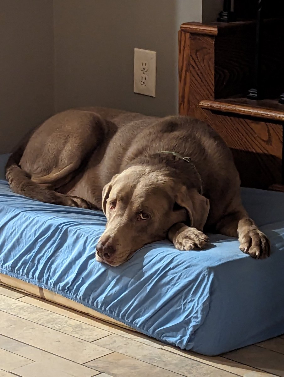 smlaser's tweet photo. Guys, I got another pro tip for you. If you π¨π¨ so stinky at 430 AM that it wakes Momma up, she will wake YOU up and you will get an extra trip outside to check for squirrels.
#followmeforwisdom https://t.co/Hby55XPDtX