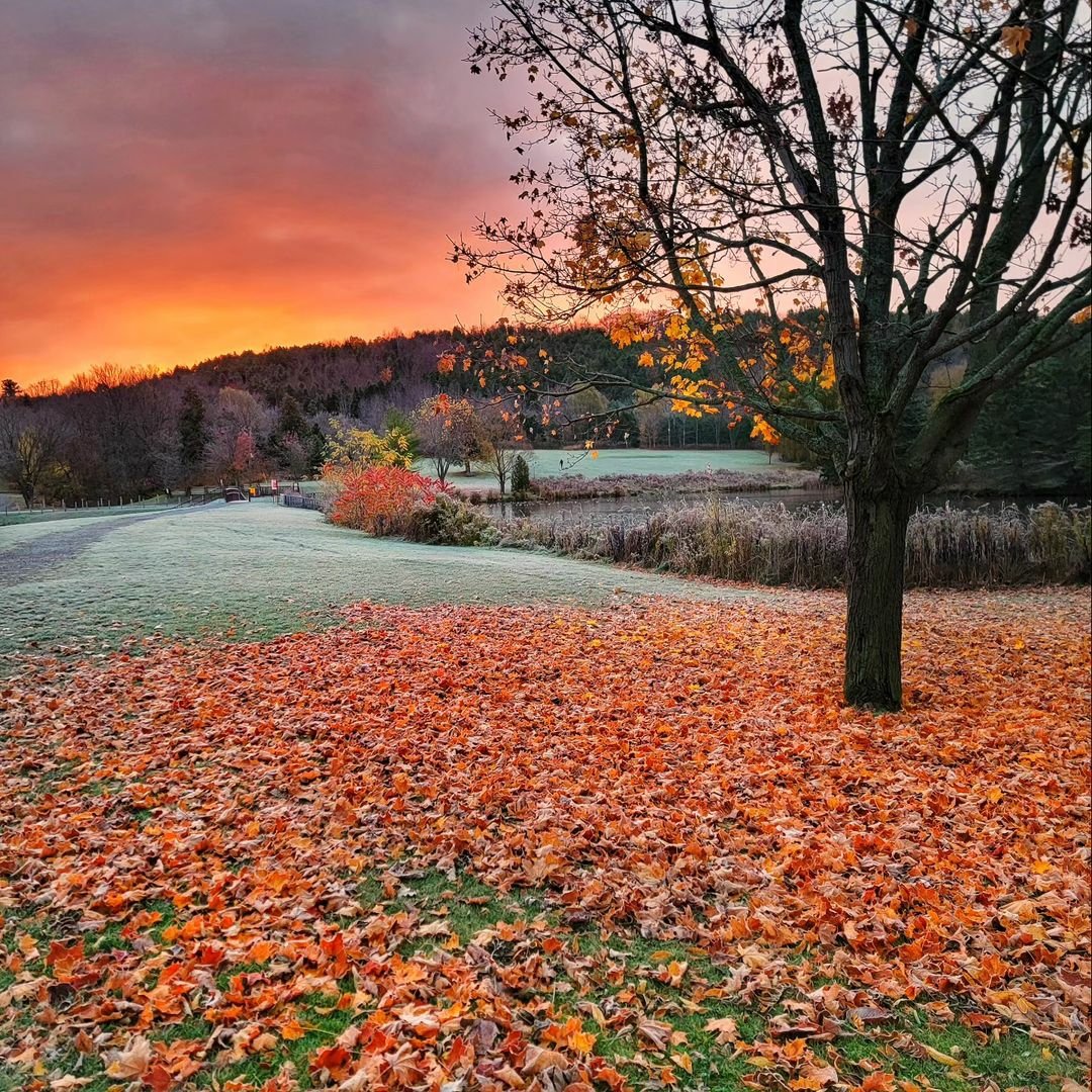 kawarthaNOW's tweet photo. Good Thursday morning our #kawarthapeeps from Kirk Hillsley in Millbrook. Mornings are getting frosty. Follow the photographer on Instagram at https://t.co/4lPnWLb2CQ

#millbrook #millbrookON #cavanmonaghan #ptbocounty #ptbokawartha #thekawarthas  #novemberinthekawarthas https://t.co/oAOq5CUgCQ