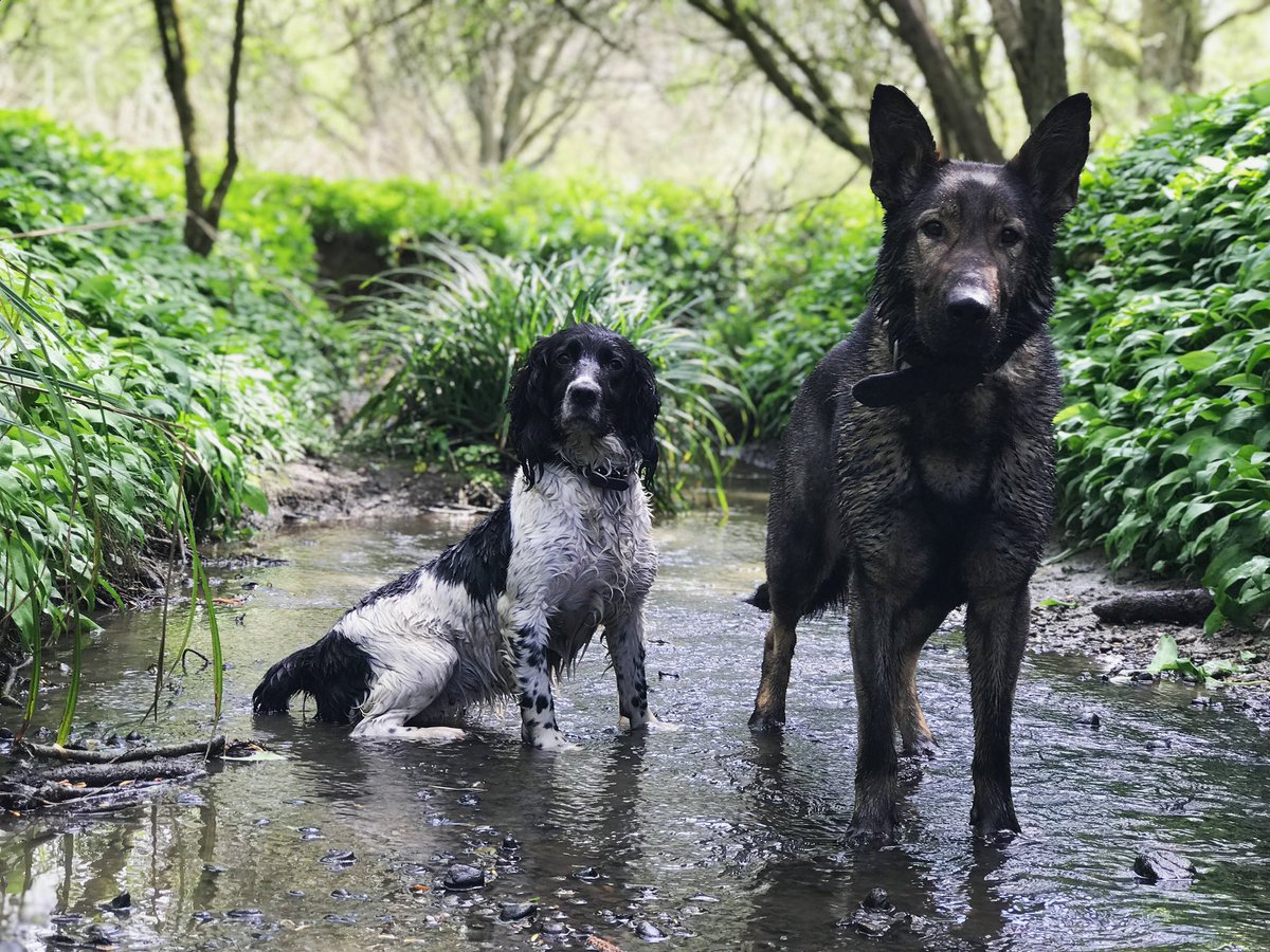 I wasn’t allowed to post pictures of my working dogs whilst I was in the Police even though everyone else did and still does! So I am not sorry that now I will be sharing all my lovely pictures of my girls 🐾 Pd Hero and Pd Pearl, I miss them both 💙 #FabulousFinn #sorrynotsorry