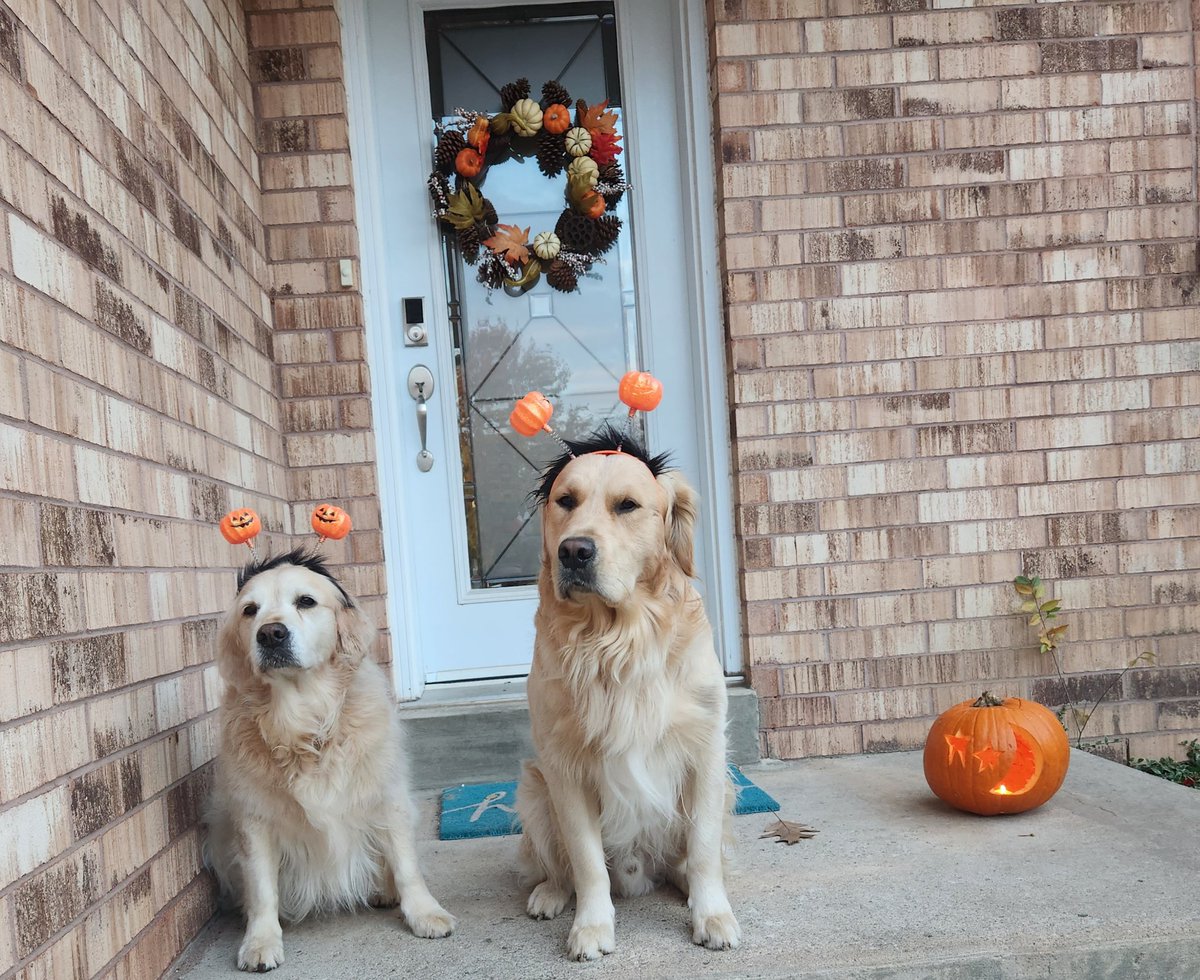 Ok ok Courtney we posed for this photo, is it now time for treats?? 🍫🍭 Happy Halloween everypawdy!! 🎃👻 #GoldenRetrievers #goldengracie #goldenpatrick #Halloween    #trickortreat #dogsoftwitter