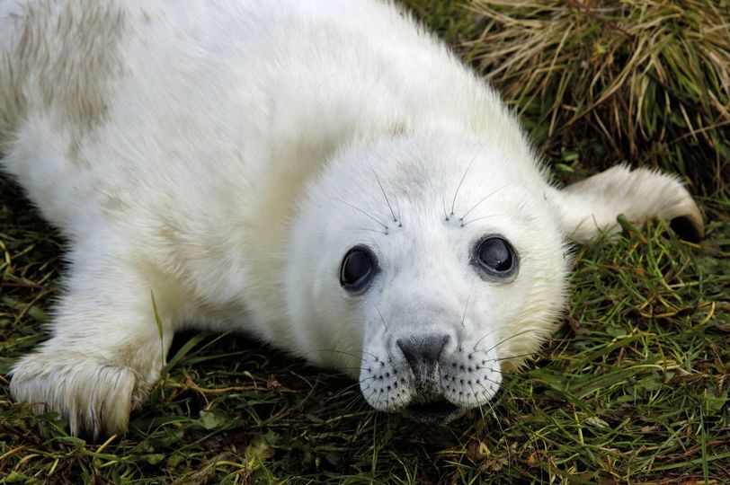 NorthLink Ferries are delighted to sponsor the Sanday Seal Cam again. This is a great watch during late October, November and December – when grey seals come ashore to give birth! 🦭 northlinkferries.co.uk/seals/ #Orkney #ProudSponsors #RespectProtectEnjoy #ScotlandIsCalling