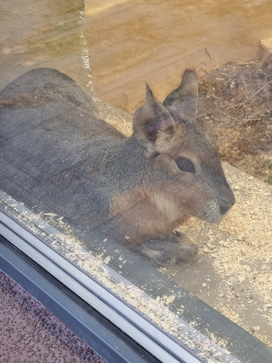 Тотемна тварина четверга - мара, що медитує