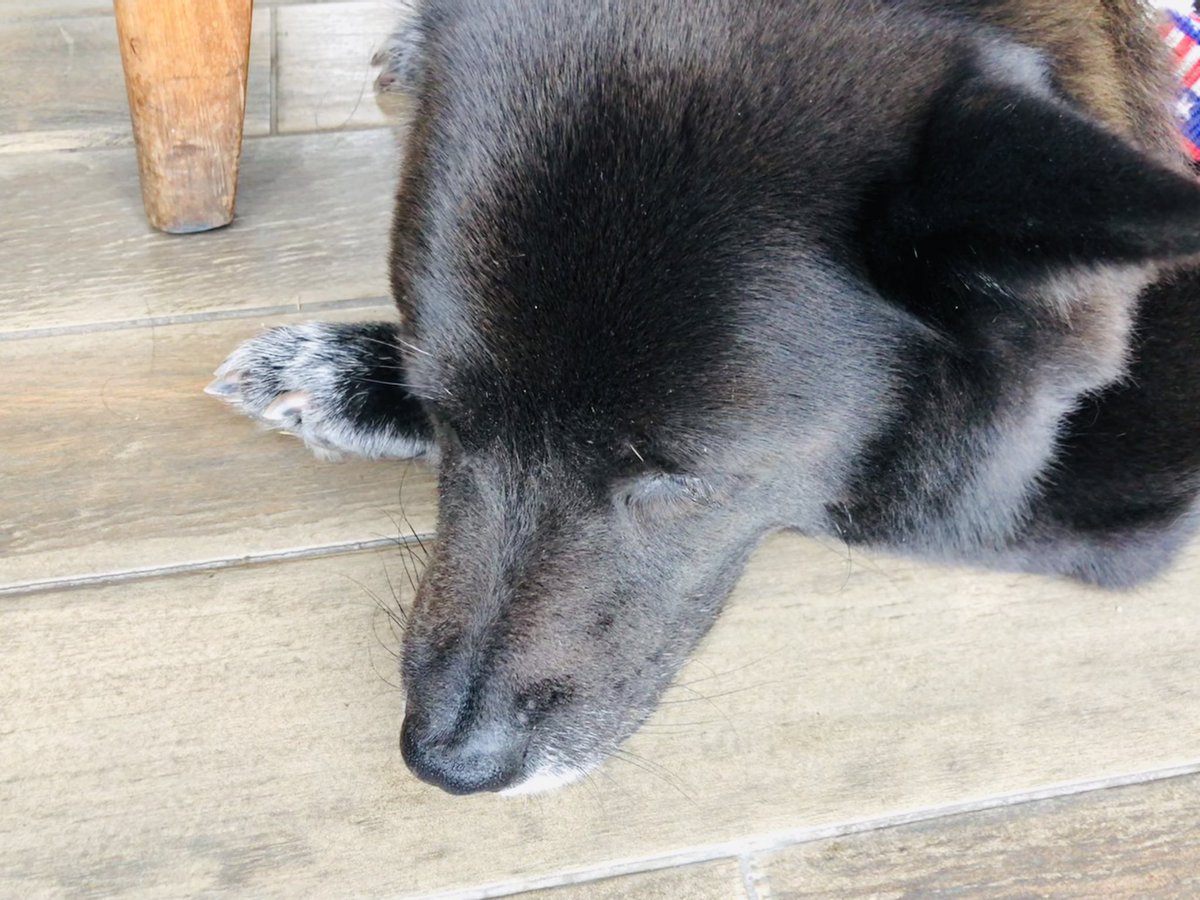 doremi_dog's tweet photo. 🐺주둥이 왤케 길게 나왔지
🎈반려동물 행사 다녀옴! https://t.co/Zduq13xaLz