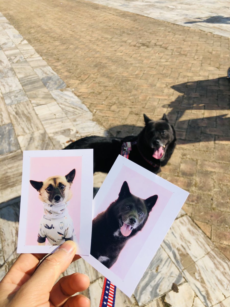 doremi_dog's tweet photo. 🐺주둥이 왤케 길게 나왔지
🎈반려동물 행사 다녀옴! https://t.co/Zduq13xaLz