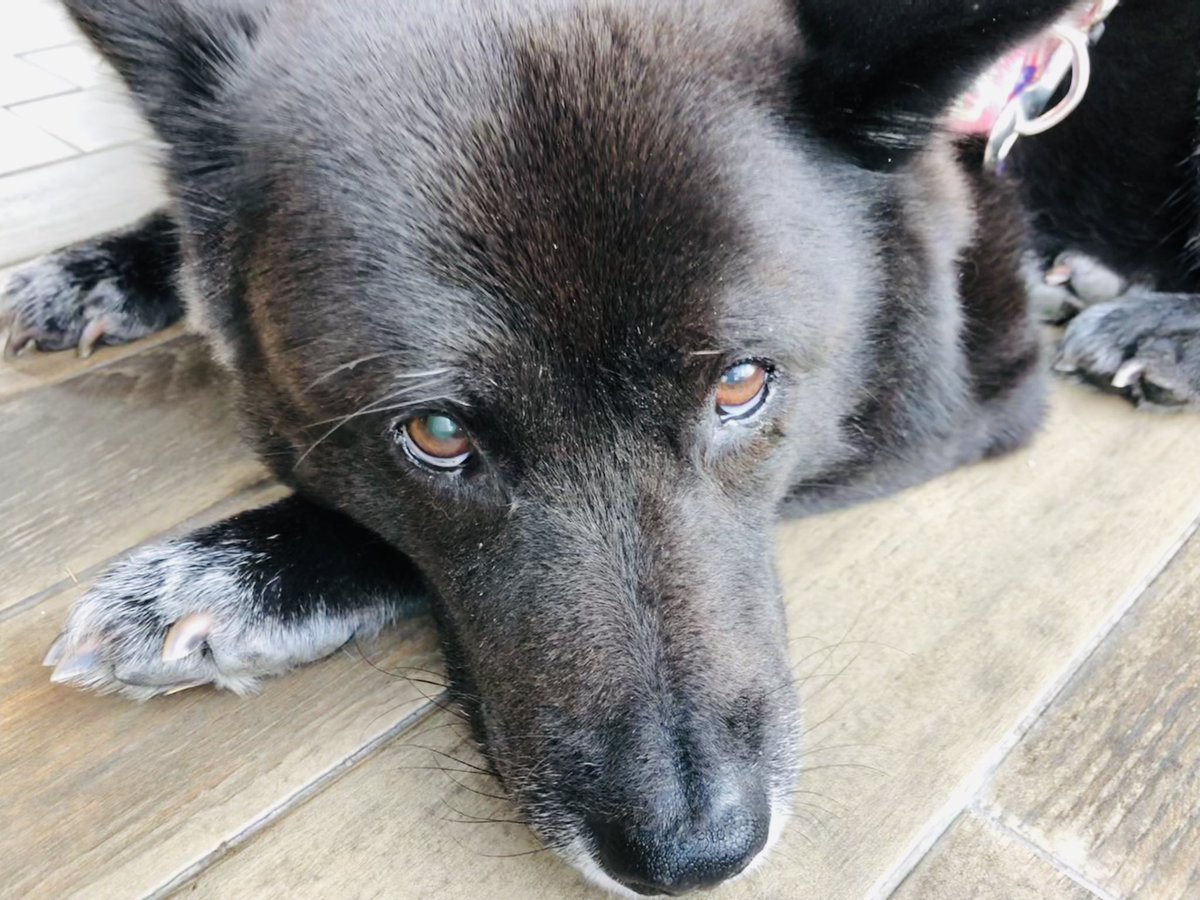 doremi_dog's tweet photo. 🐺주둥이 왤케 길게 나왔지
🎈반려동물 행사 다녀옴! https://t.co/Zduq13xaLz