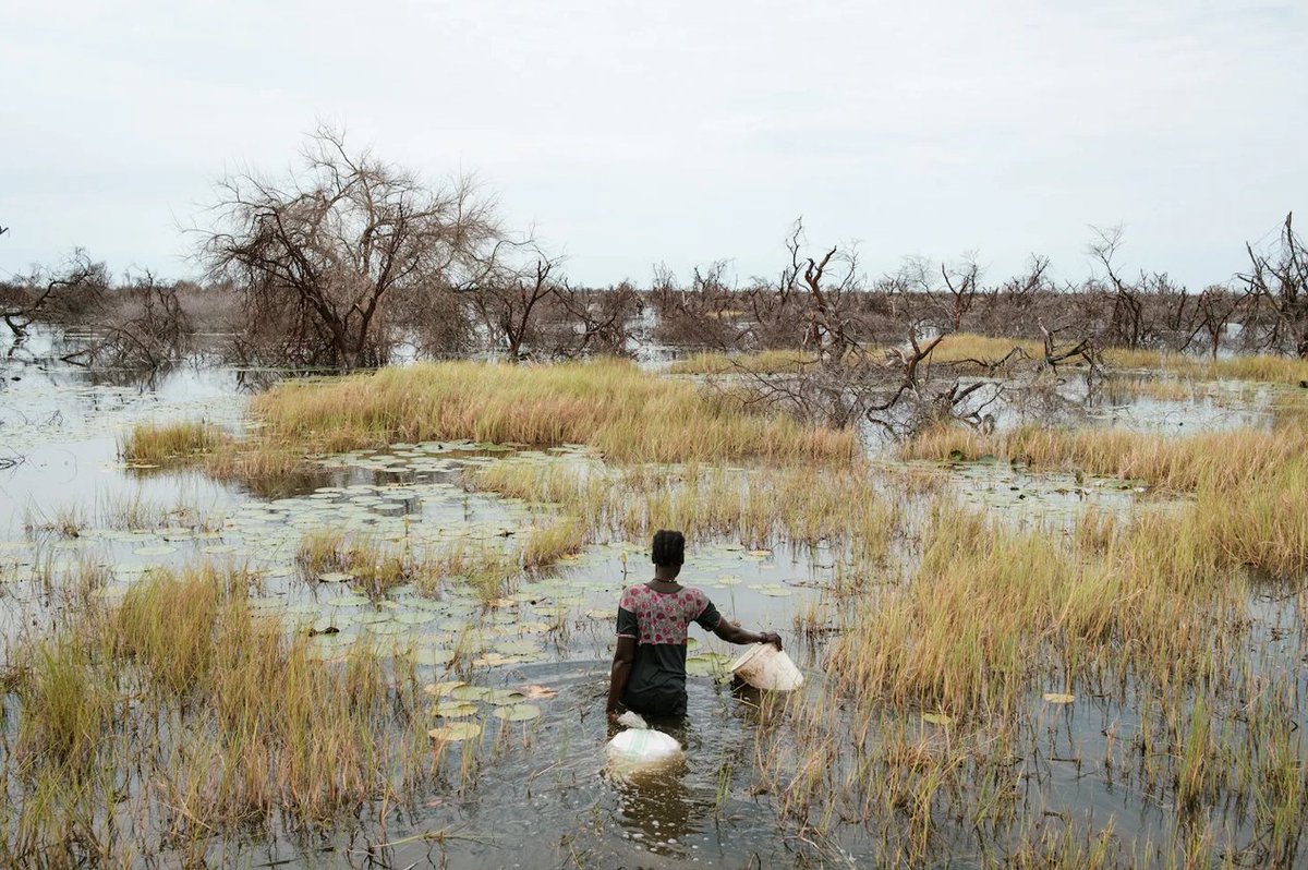 This is a story about people in flood-drenched South Sudan, who have been surviving by eating water lilies for multiple years. It is also a story about our global disaster response system, which can’t keep up with the pace of extreme climate events. washingtonpost.com/climate-enviro…