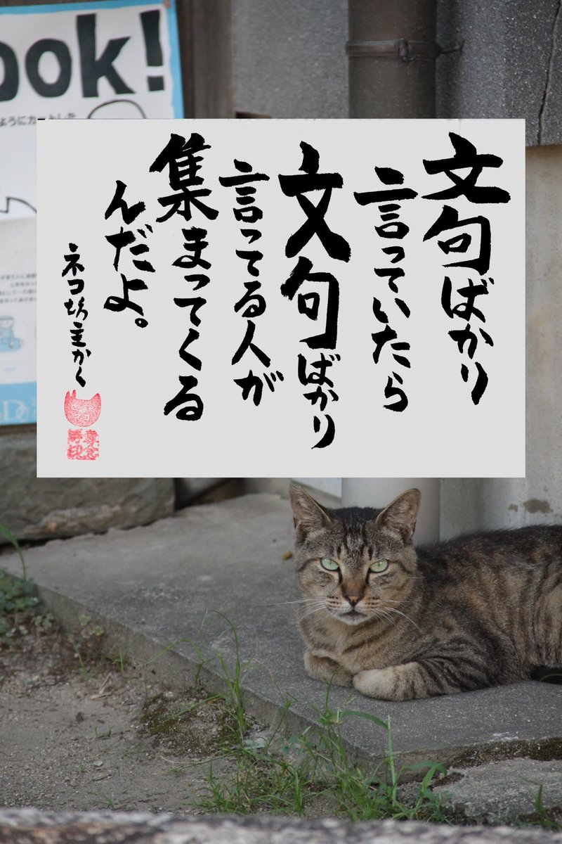 yabumoto610's tweet photo. ネコさんから人間さんへ今日の一言 https://t.co/goP7b1p2uR