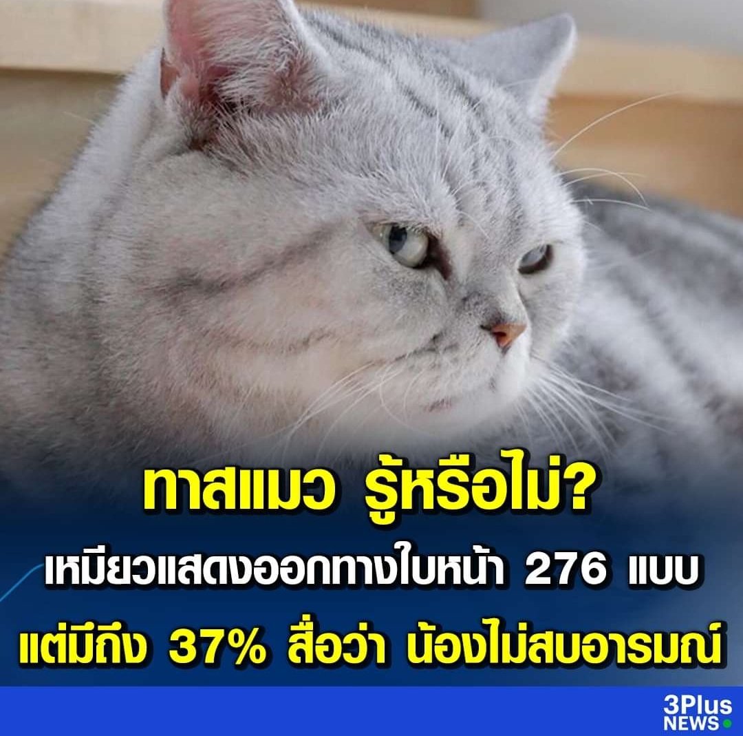 TarotYouuuu's tweet photo. อีดอก แมวมันบอกแบบนี้กับกูตลอดเวลา แย่มากกกก 5555555555 https://t.co/E5R665s2S8
