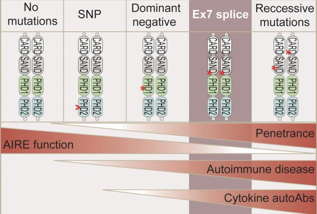 Endocrine Medicine, UiB (@endomedbergen) on Twitter photo New paper out today in <a href="/jclinicalinvest/">Journal of Clinical Investigation</a>! A new splice mutation of Aire that skips exon 7, shows a correlation between Aire function and degree of disease. Ex7splice retains some function, giving milder disease phenotype in compared to recessive variants jci.org/articles/view/… New paper out today in <a href="/jclinicalinvest/">Journal of Clinical Investigation</a>! A new splice mutation of Aire that skips exon 7, shows a correlation between Aire function and degree of disease. Ex7splice retains some function, giving milder disease phenotype in compared to recessive variants jci.org/articles/view/…