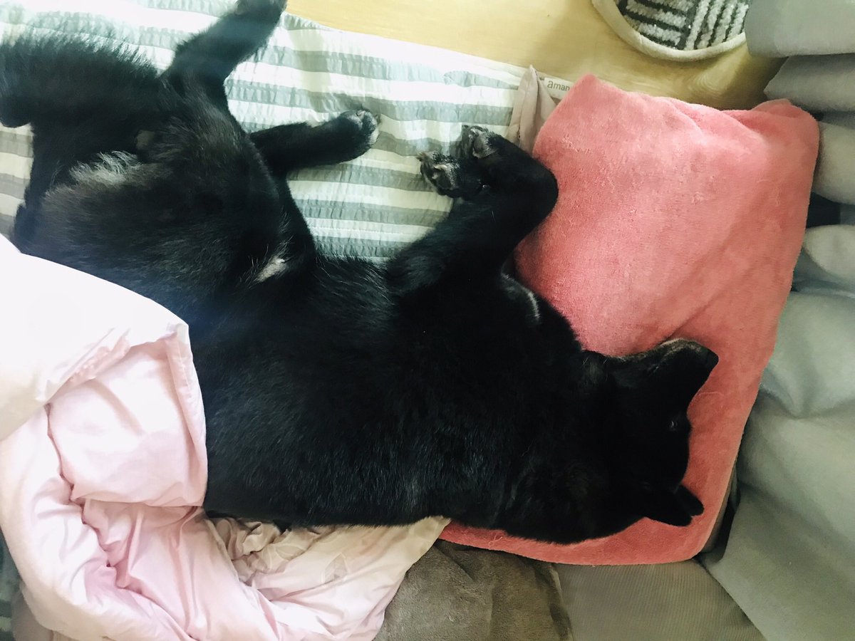 doremi_dog's tweet photo. 내 이부자리는 베개가 두개 🛌🛌 https://t.co/SFRcRH5Nh4