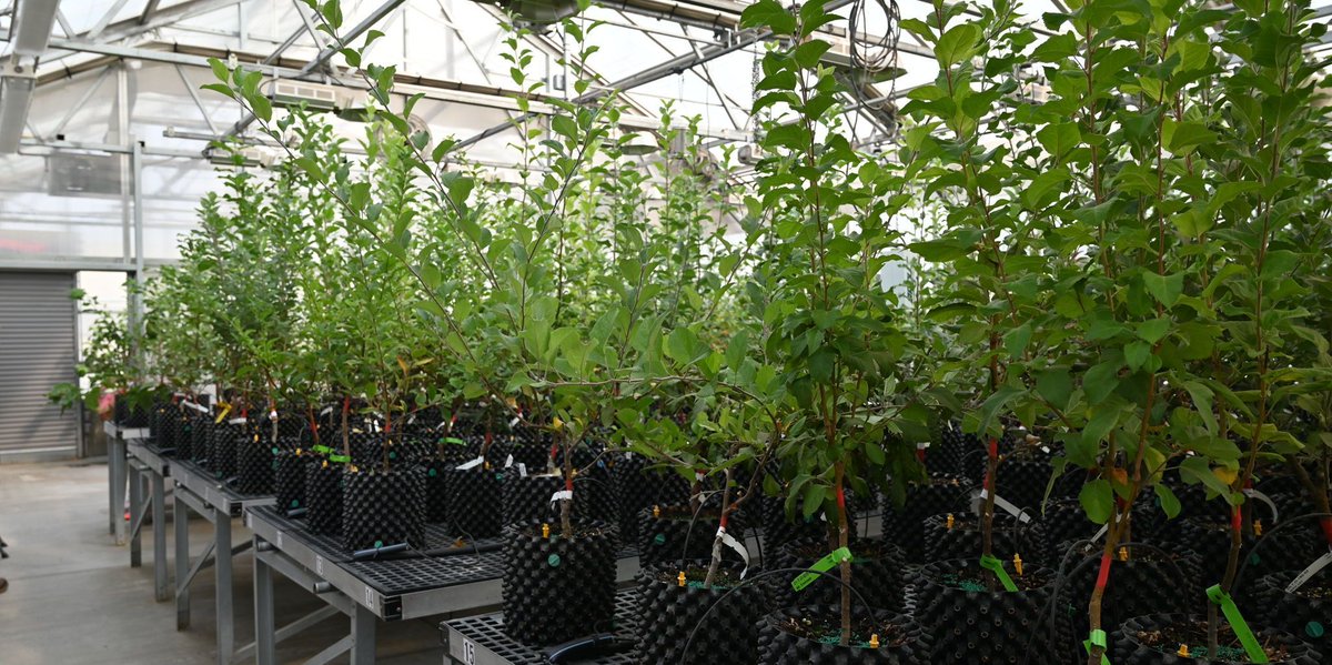 Fruit tree production can be severely impacted by the introduction and spread of harmful viruses and virus-like pathogens that reduce plant vigor and yield, product quality, and, in some cases, lead to the death of the afflicted plants. For more, visit, buff.ly/46F1NAT.