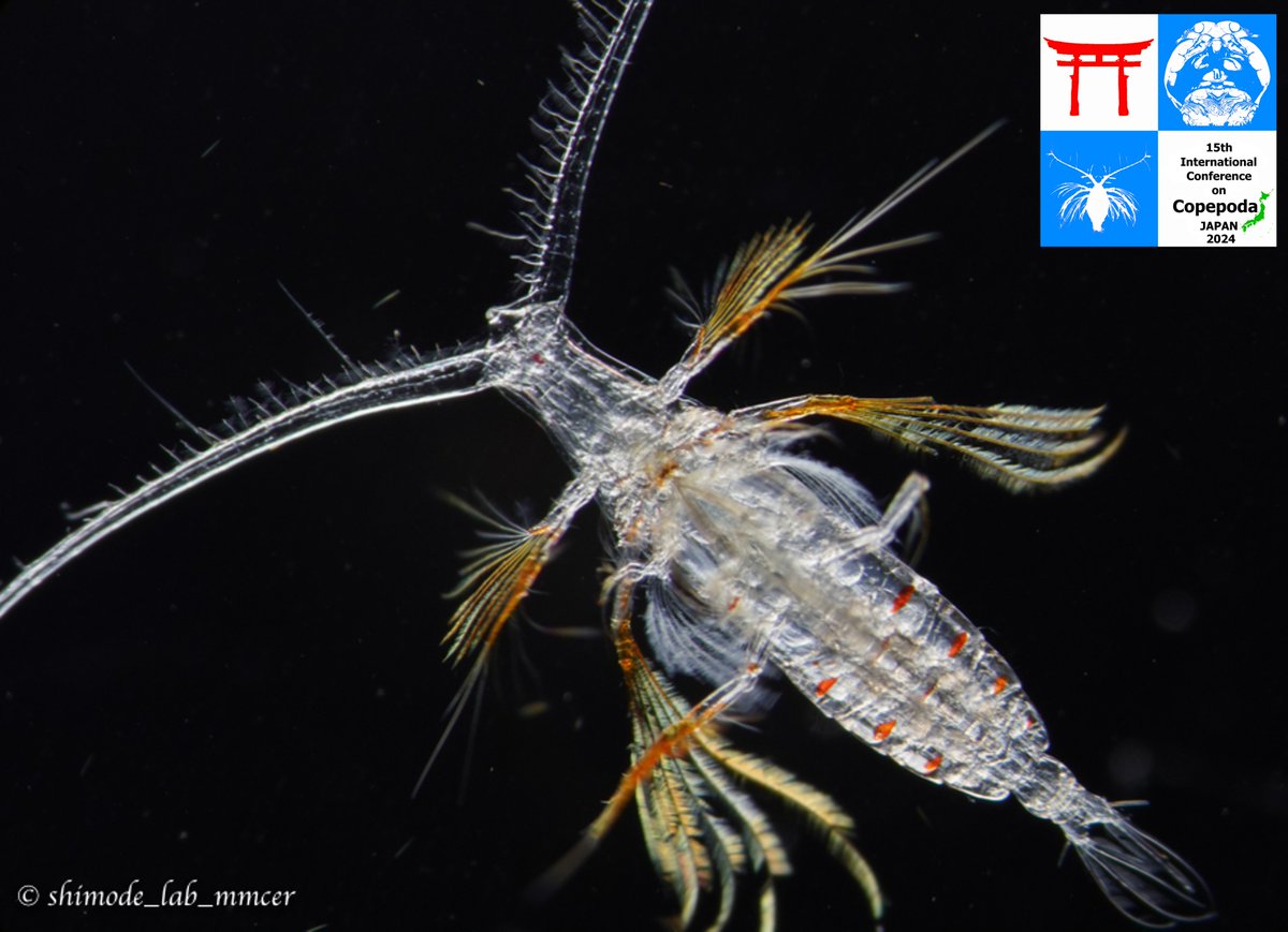 15thICOC's tweet photo. A new picture of "Copepod of the Month" is open now. Please enjoy it!
November 2023: Pareucalanus sp. (provided by Prof. S. Shimode) https://t.co/vgG3kWAeTV
