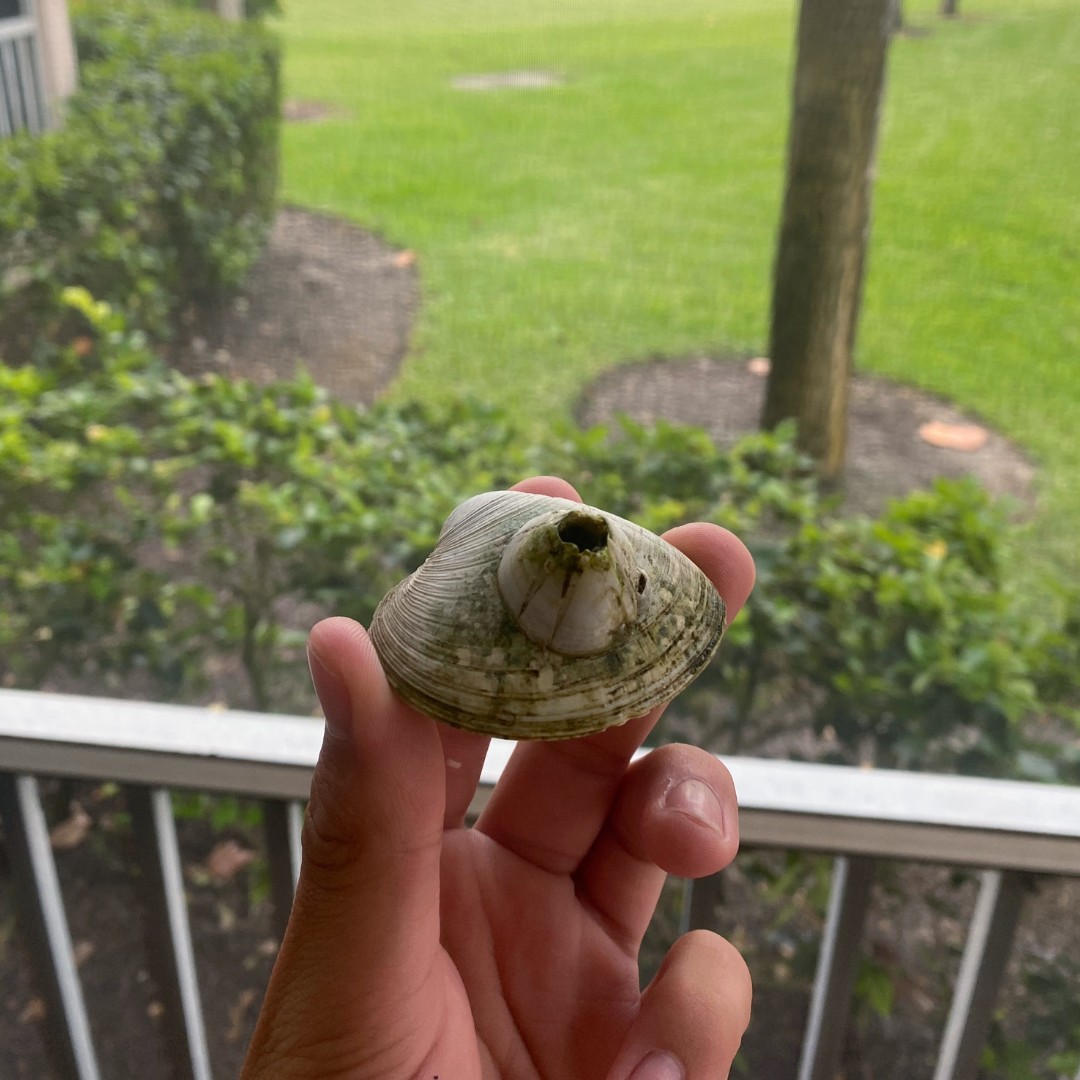 FLOceanographic's tweet photo. By repurposing oyster shells, our research team gives nature a leg up and provides an improved habitat for filter feeders. #BenthicFilterFeeders #RestorationWork #CycleOfLife #LivingDocks #FilterFeeders #FloridaOceanographic #OneLagoon https://t.co/1X9gU1OFxW