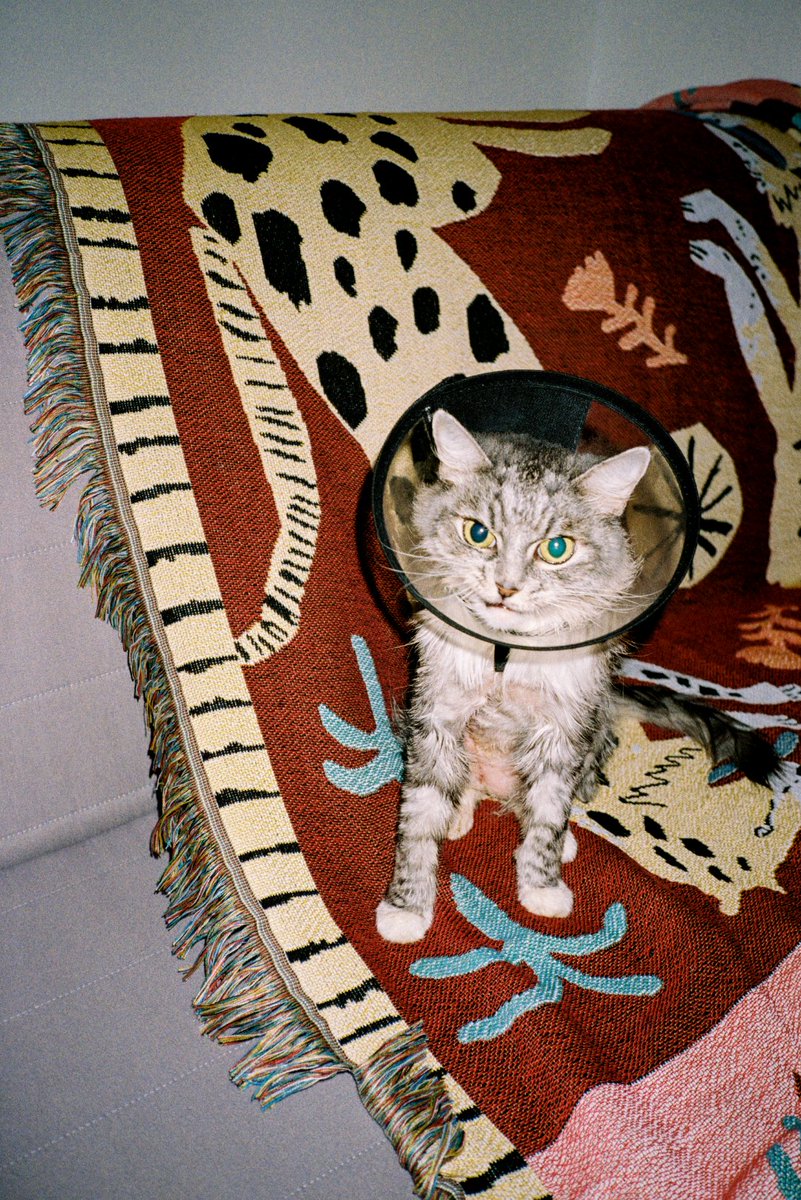 StocksyUnited's tweet image. Curated Collection: Photo Album 

Iconic family snapshots and B-roll moments that make up our family photo albums.

ow.ly/nA9k50Q2XAh

#FilmPhotography #CuratedCollection #Stocksy