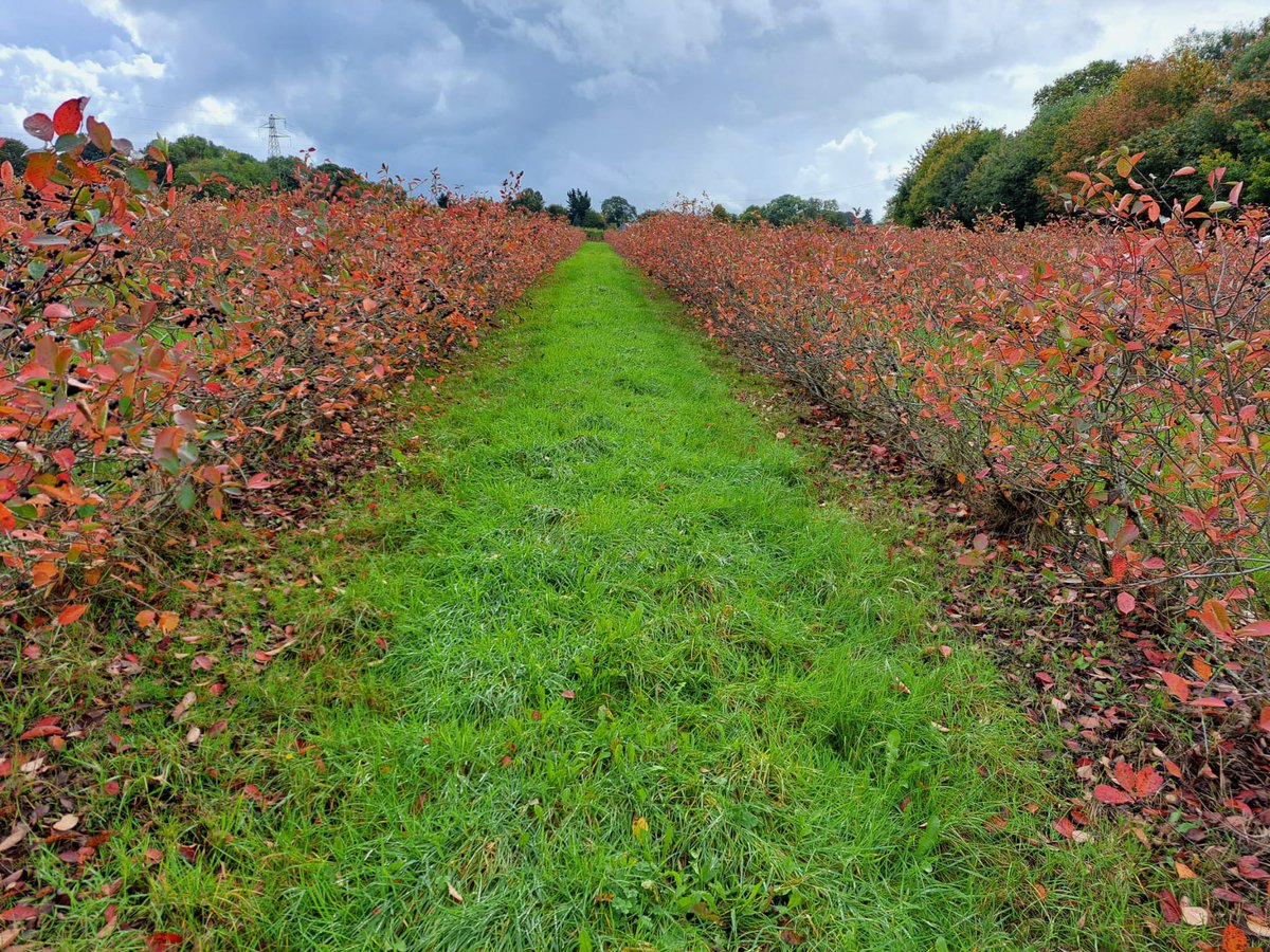 A carpet of red across our Aronia berry plantation… which means we hope you are having your daily shot of our Tickleberries 100% Pure Aronia juice for that immunity support in the coming months?

aroniaberriesuk.co.uk

#guthealth #aroniaberries