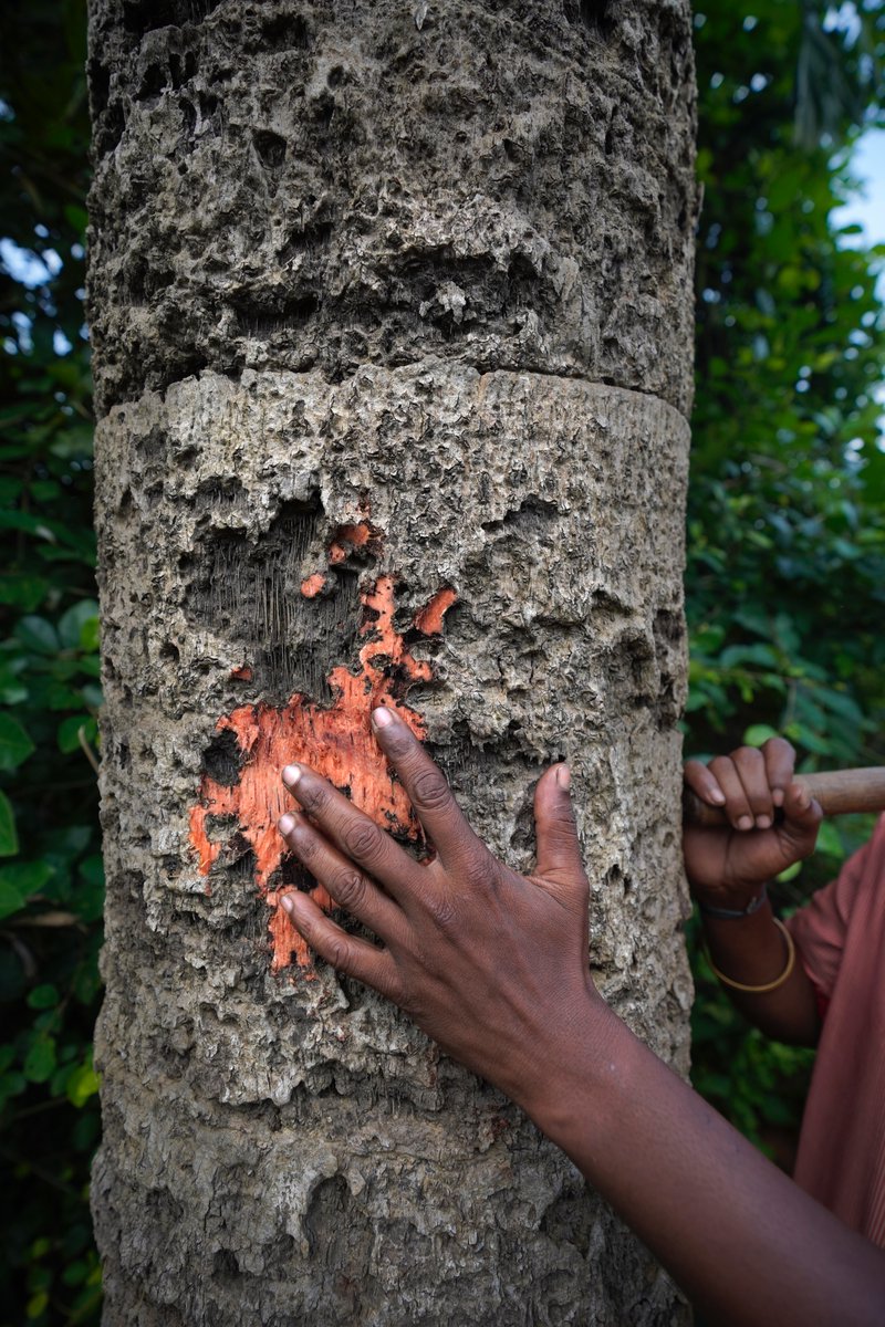 To be recognized &amp; treated as equal partners in the global battle against biodiversity loss and climate change, indigenous communities will need flexible and long-term support to strengthen their organizations and develop their capacity to receive and manage large-scale funding.