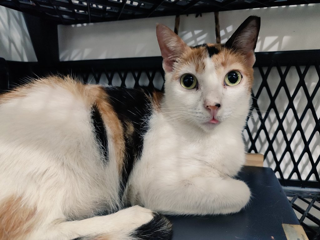 ToffeeMendi's tweet photo. Pretty Pao!! 🥰 #Cat  #CatLovers  #CatsOfTwitter https://t.co/ooCCBz5pGn