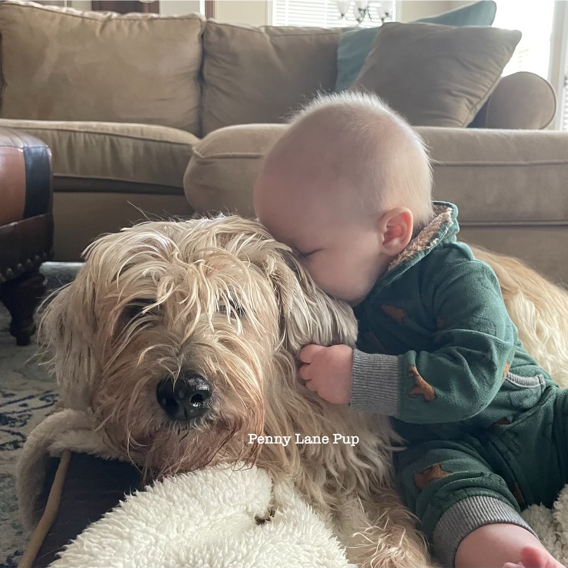 A year ago, Roxie crossed OTRB. We miss her every single day. She had da most gentle spirit, wuving heart, &amp; sweetest pawsonality. 

Foxy Roxie Roo Boo Princess 🌈
We are honoring her memory by raising money fur da shelter dat saved her- see thread fur details!👇
#roxietoo #OTRB