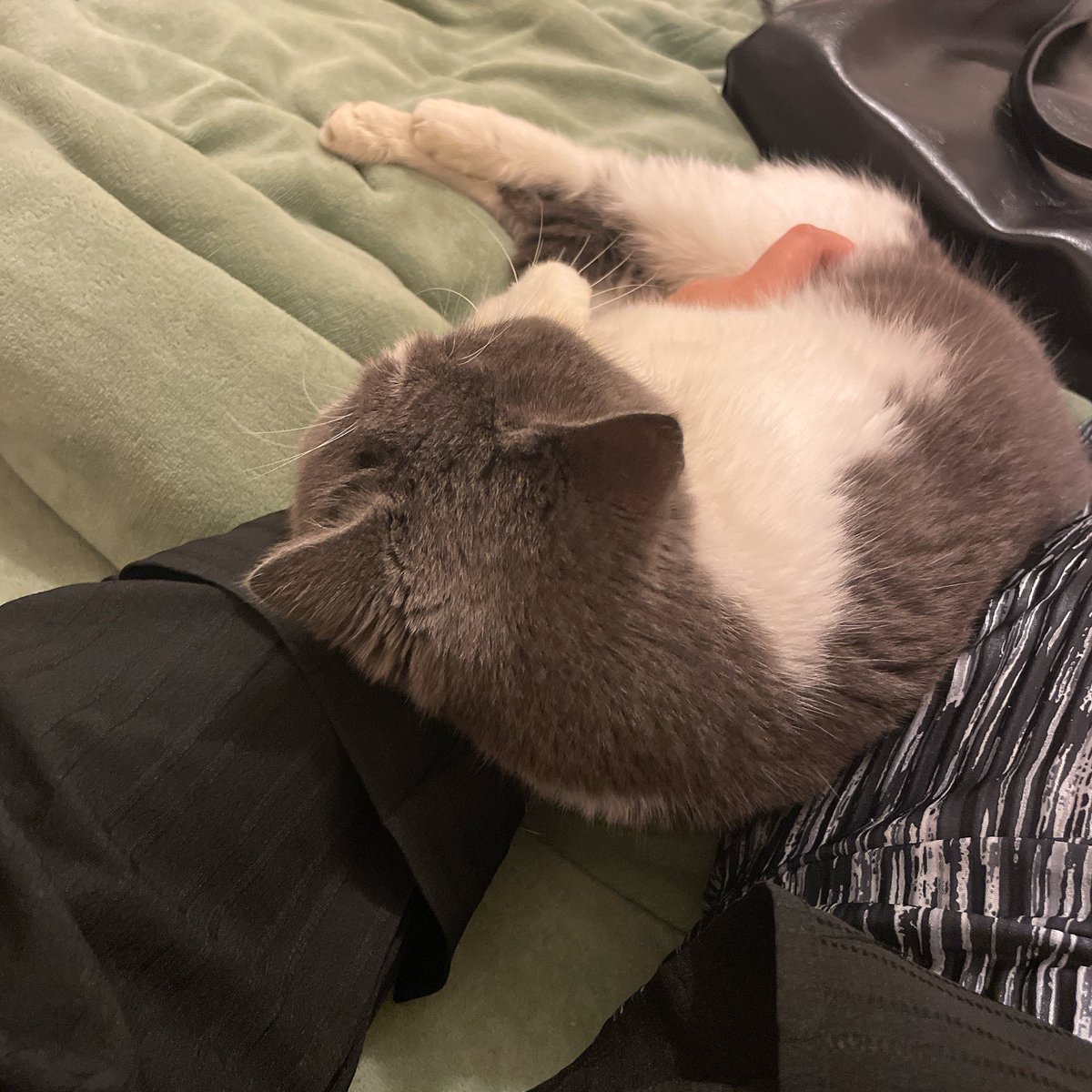 回家躺下就被小猫咪黏的抽不开身咯 https://t.co/VSd3fwW58G