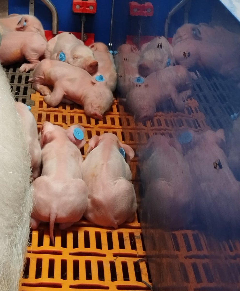 TailBiteAdvice's tweet photo. The babies are born !
These piglets will be going to the weaner room in four weeks and monitored thanks to the cameras.
They will keep their long tails !

#AnimalWelfare #PrecisionLivestockFarming #IntactTails #PigBehaviour #TailBitingPrevention #PLF https://t.co/gVrFh52i5B