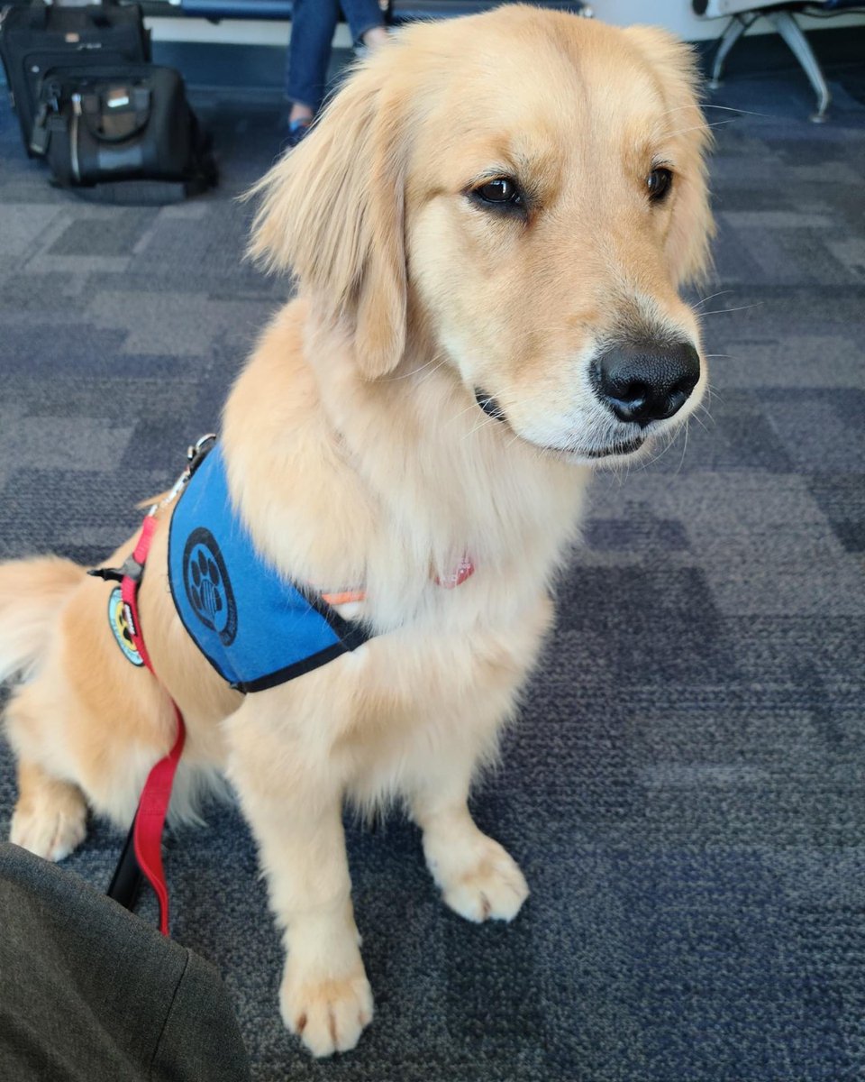 JAXairport's tweet photo. πΆ #JAXPaws pet therapy pup Coda will be visiting JAX today at 10:15 am. https://t.co/7qOaWNoUTI