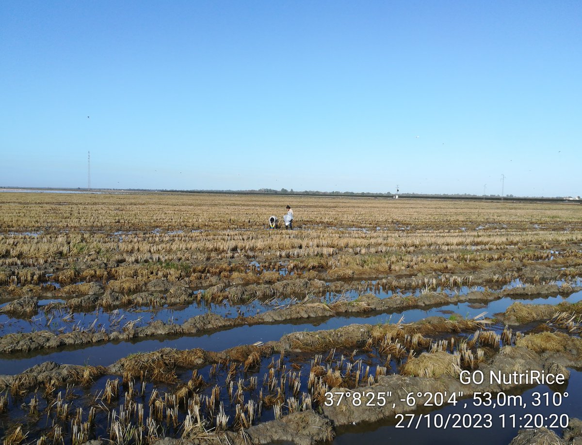 🌾 ¡Actualización NutriRice! 🌾 El Grupo Operativo "NutriRice" avanza con éxito. Evaluamos la cosecha, granos verdes y picados, y tomamos muestras de suelos poscosecha. Resultados alentadores y reducción en abonados nitrogenados. ¡Un gran paso hacia la sostenibilidad! 🌱♻️