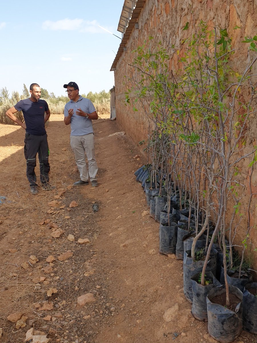 TRUSTFARM_FOSC's tweet photo. 🌿 TRUSTFARM project in Morocco is sowing the seeds of sustainable agroforestry for the upcoming season! 
🌾 We're distributing trees, testing crop combos, and exploring exciting investment opportunities. 🌳 #Agroforestry #SustainableAgriculture #INRAMorocco
@foscera https://t.co/pxh1Bx0MQV