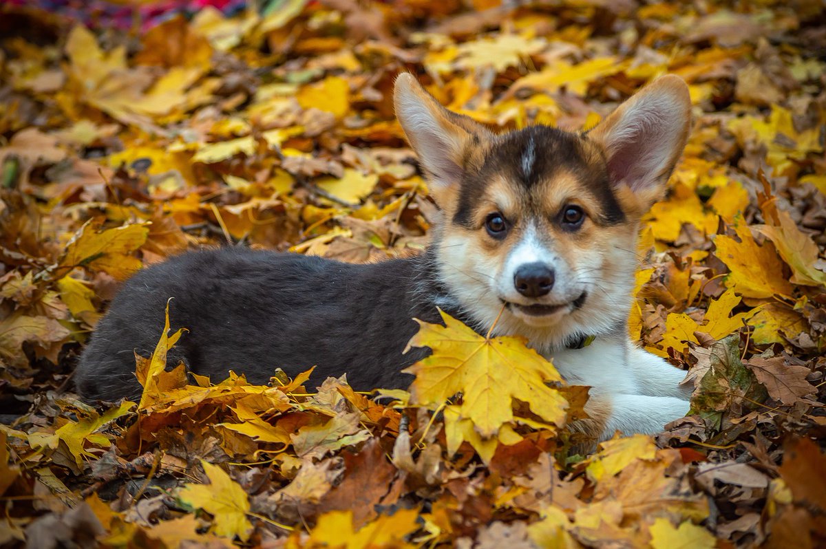 SustainablTails's tweet photo. Happy Thursday dear friends. Be sure to subscribe for FREE for our weekly publication. Message us with your Pet Of The Week entries. We would love to have you all jump onboard to see what our FREE email is all about 🐶😺❤
https://t.co/DPkTXw5TCf https://t.co/997TPxFmKn