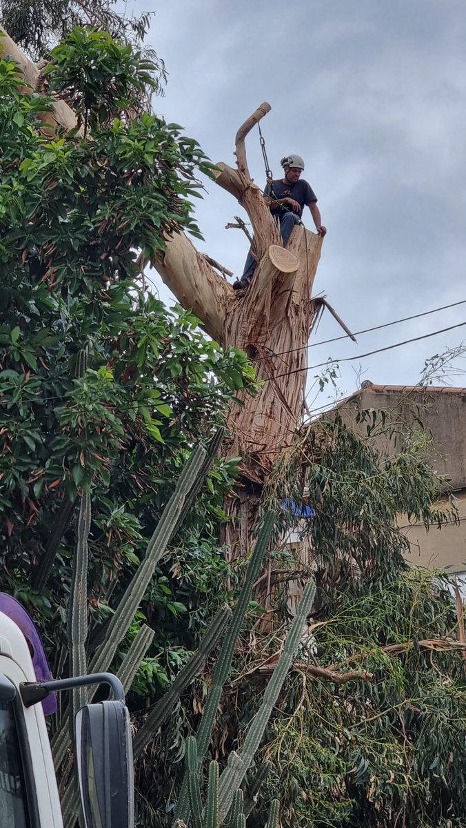 +verdurbabadalona tweet media