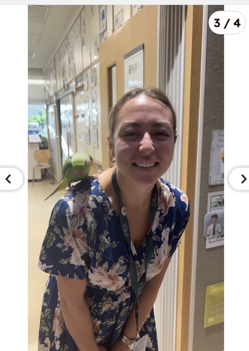 A parrot 🦜 found a way into our school today and of course it found me! @rgsguildforddxb <a href="/CognitaSchools/">Cognita Schools</a> @RGSGISchools #EdTech #CollabUAE🇦🇪#CognitaWay #loveanimals