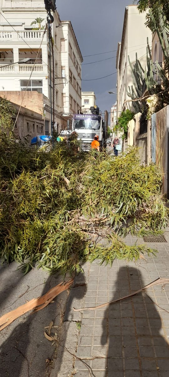 +verdurbabadalona tweet media