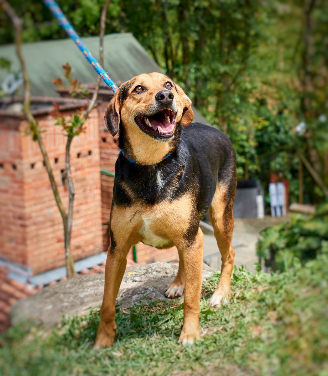 Te presentamos a Elco, un cafesito con leche muy dulce con apenas dos años de edad. Es activo, cariño y juguetón y su mayor deseo es encontrar un hogar que le brinde tiempo y amor para salir adelante. 👨‍👩‍👧‍👦🐶💘

+ Info: escríbenos al WhatsApp 
+57 305 291 42 11