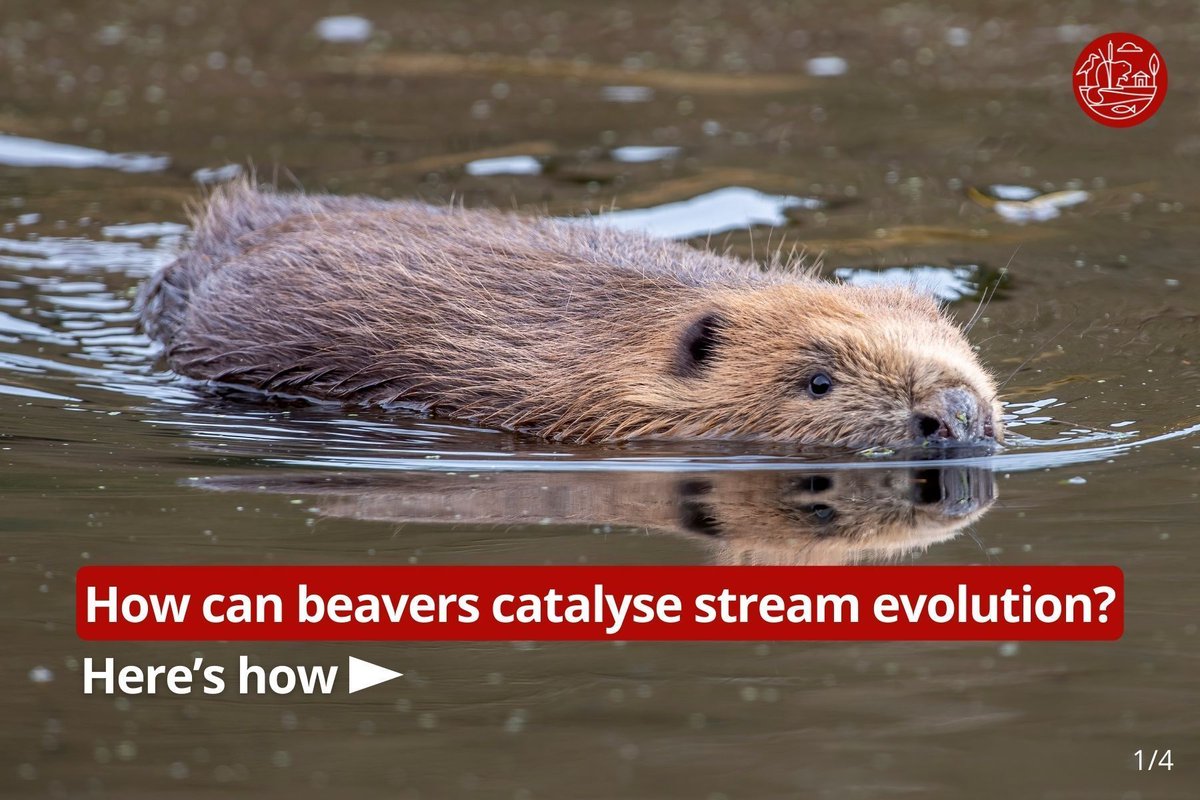 BeaverTrust's tweet photo. How Beaver Dams Can Restore Streams

Beaver dams in incised channels can serve as catalysts for stream evolution and floodplain reconnection. Ultimately boosting water storage and creating habitat for a range of freshwater species. https://t.co/dnBJcwIkuM