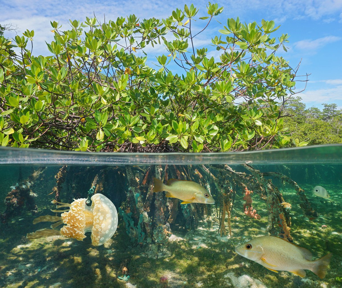 climateWWF's tweet photo. WWF warns growing finance gap leaves vulnerable people and ecosystems in peril, says @WWF's @manupulgarvidal responding to @UNEP's 2023 #AdaptationGap Report, released today. https://t.co/Wh7KC6HLLi https://t.co/I1LaNJDqoD