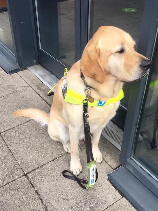 Hi pals please share update on @suemooney2017 refusal by @DeltaMerseyside 

Taxi licensing came to take statement yesterday. Driver will be called for interview under caution. He doesn’t have an allergy. Will keep you updated.
#GuideDogRefusal #DogsOfTwitter #AccessAllAreas