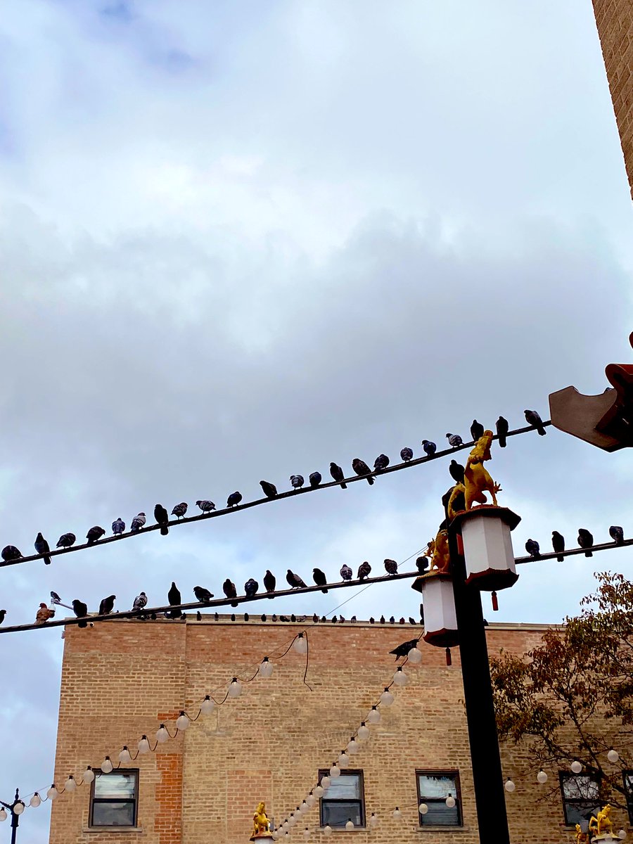 Power line pigeons. #dailybird @Craig_Powers