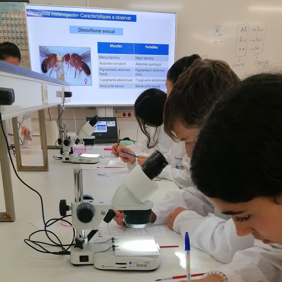 PortUIB's tweet photo. 🔬Avui s'han iniciat les activitats de #DemoLabUIB amb la visita dels alumnes de 4t d'ESO de l'@IesMarratxi . Han fet la pràctica d'introducció a la genètica amb Drosophila melanogaster.
📌https://t.co/tk9BKobd1A
#SeràsUIB https://t.co/clx10ejpEF