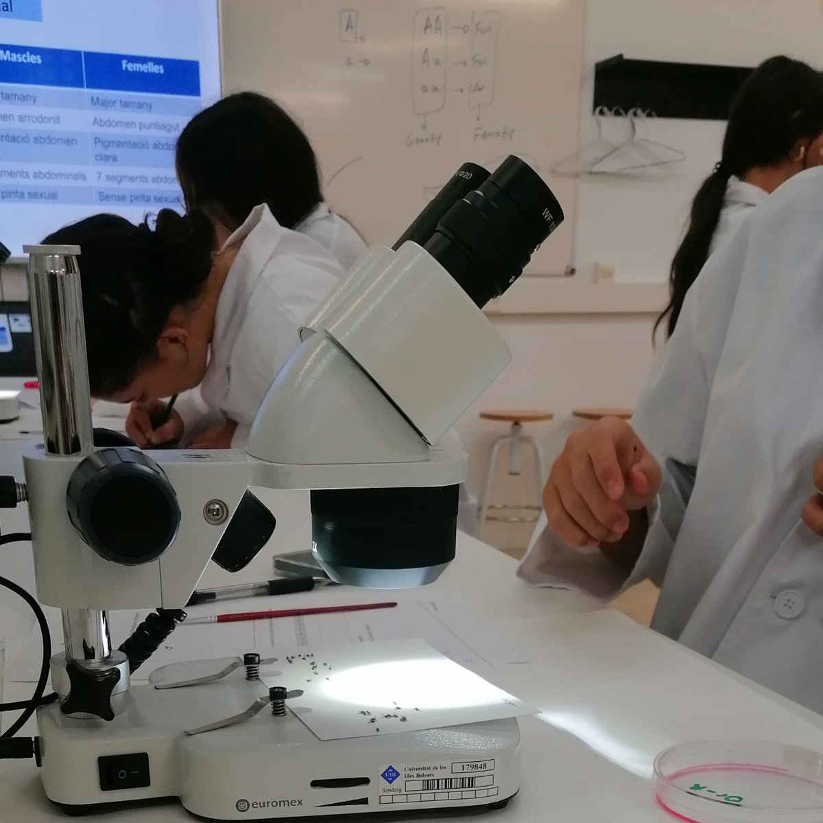 PortUIB's tweet photo. 🔬Avui s'han iniciat les activitats de #DemoLabUIB amb la visita dels alumnes de 4t d'ESO de l'@IesMarratxi . Han fet la pràctica d'introducció a la genètica amb Drosophila melanogaster.
📌https://t.co/tk9BKobd1A
#SeràsUIB https://t.co/clx10ejpEF