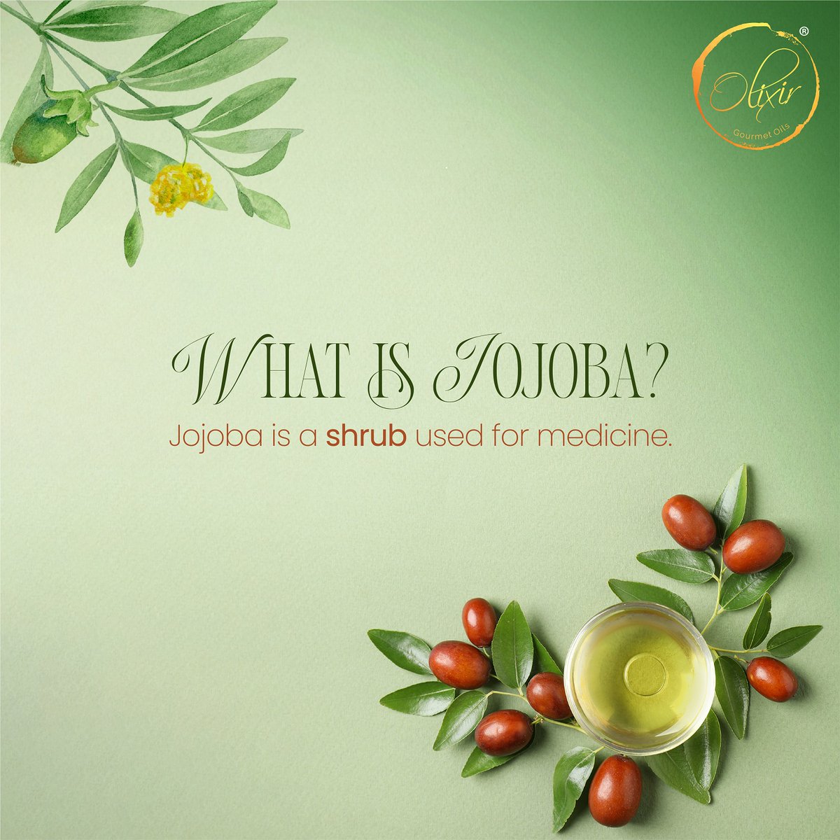 OlixirOils's tweet photo. Nature's remedy for radiant skin! #Jojoba, the miracle shrub, is your secret to skin perfection. From controlling sebum to soothing sunburns, it's a skincare superhero. Embrace the benefits of jojoba for a healthier, glowing you!
#OlixirOils #healthingredients #naturalmedicine https://t.co/mfF0DfuVj3