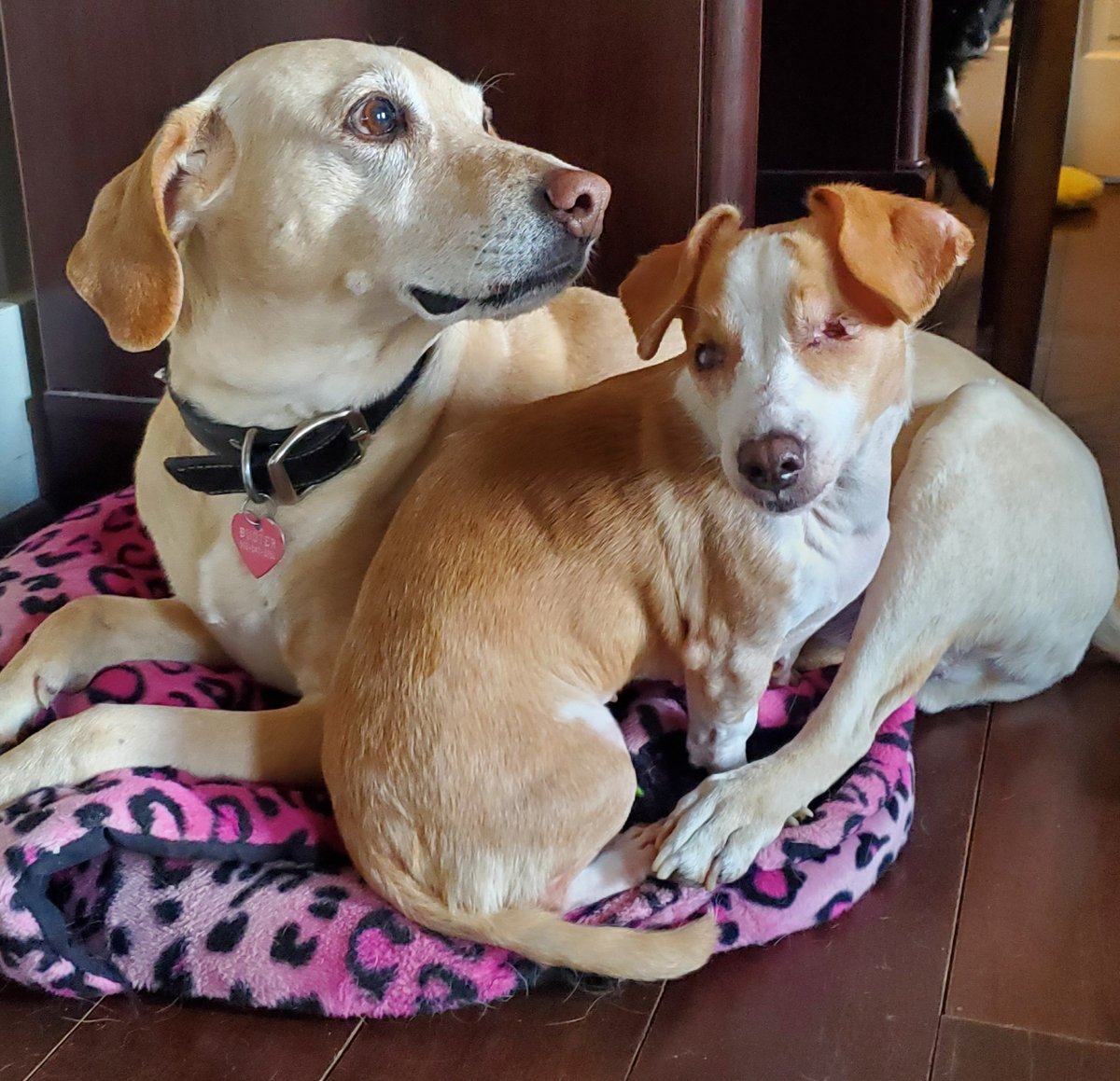 MisfitManorShop's tweet photo. Buster is such a great big brother to Trudy!  We are so blessed to have both of them in our life! #dogmomlife #misfitmanor #blinddog #deafdog #rescuedog https://t.co/8VXDemdZsD