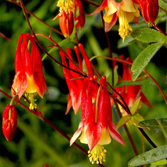 gransgardenseed's tweet photo. Perennial flowers can bring such joy and beauty to your gardens. https://t.co/2c2JpVSW2v
#PerennialPlantSeeds #gardenseeds #northtexasgarden #hoodcountygarden #flowerseeds https://t.co/MgA80wkNHw