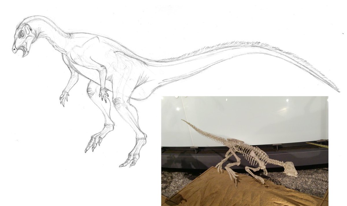 kta92751434's tweet photo. #Agilisaurus louderbacki
#アギリサウルス
#福井県立恐竜博物館
ちっちゃくて可愛い😊😊😊 https://t.co/1GX8OXSIK5