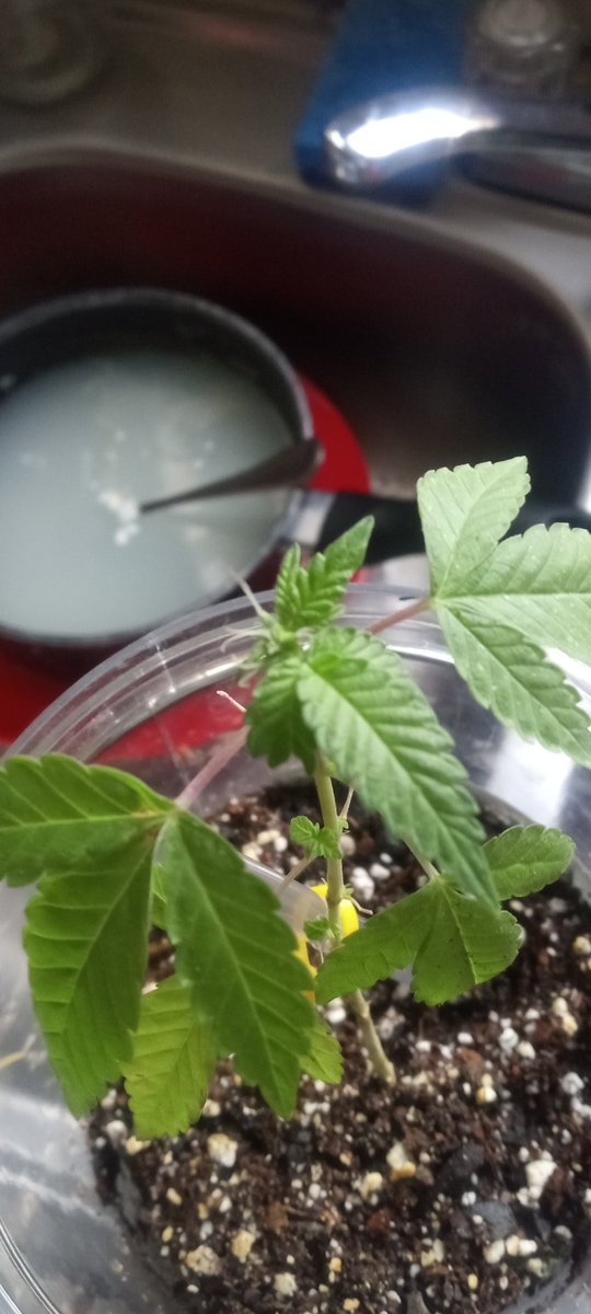 SherryPyatt13's tweet image. Yes I grow......10 yrs straight.